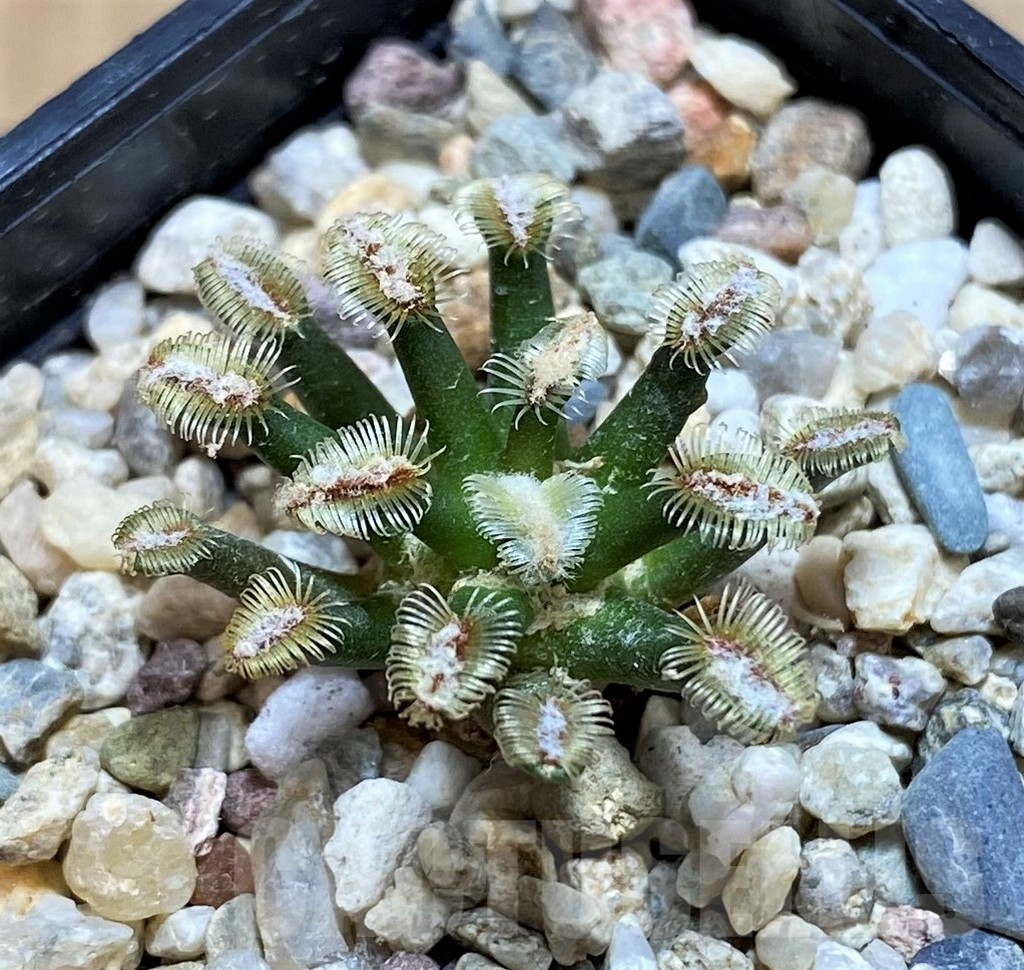 SH6711 Mammillaria bertholdii GCG 12161, own roots