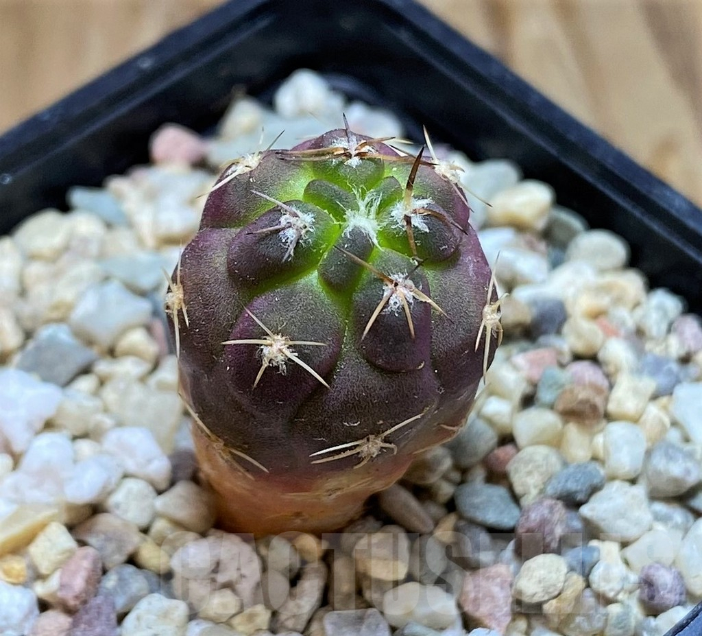 SH6714 Weingartia neumanniana 'Dagmarii'