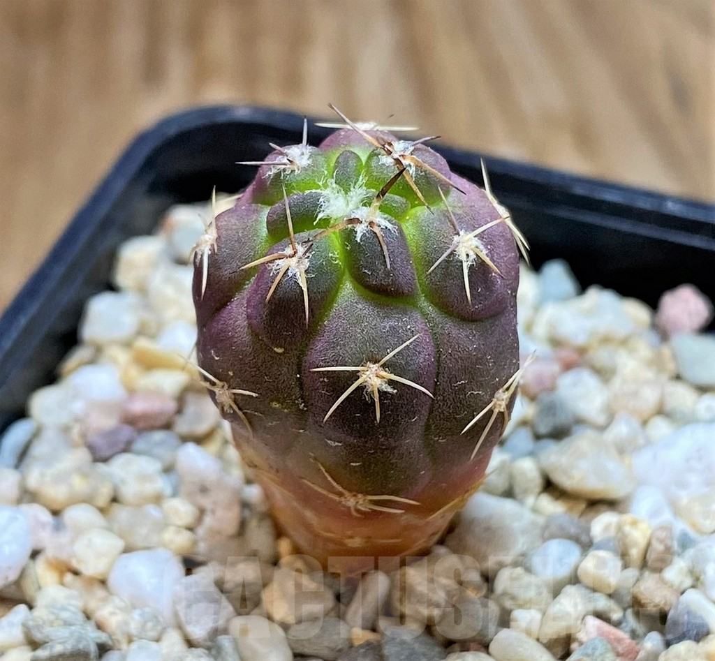 SH6714 Weingartia neumanniana 'Dagmarii' - Image 2