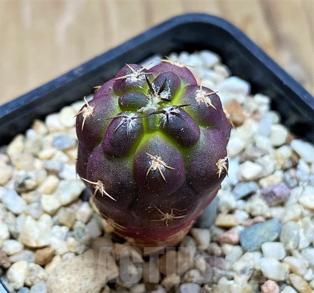 SH6715 Weingartia neumanniana 'Dagmarii'