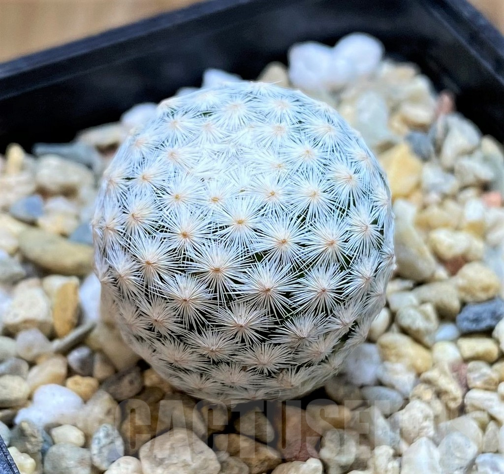 SH6717 Mammillaria herrerae MZ 572, own roots