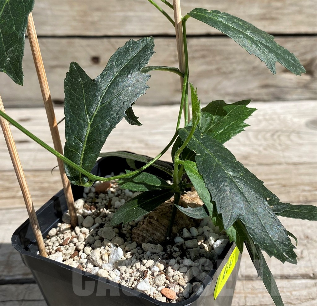 SH6667 Trochomeria polymorpha -Zambia-