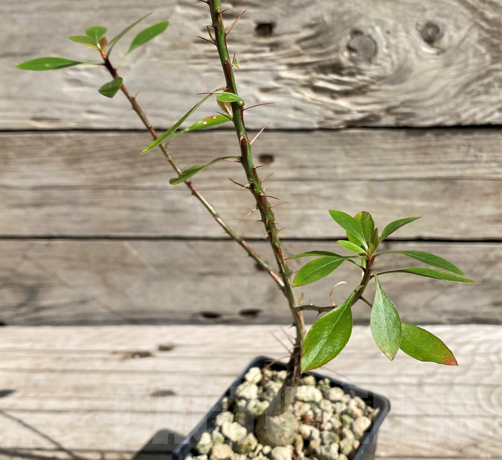 SH6669 Fouquieria fasciculata