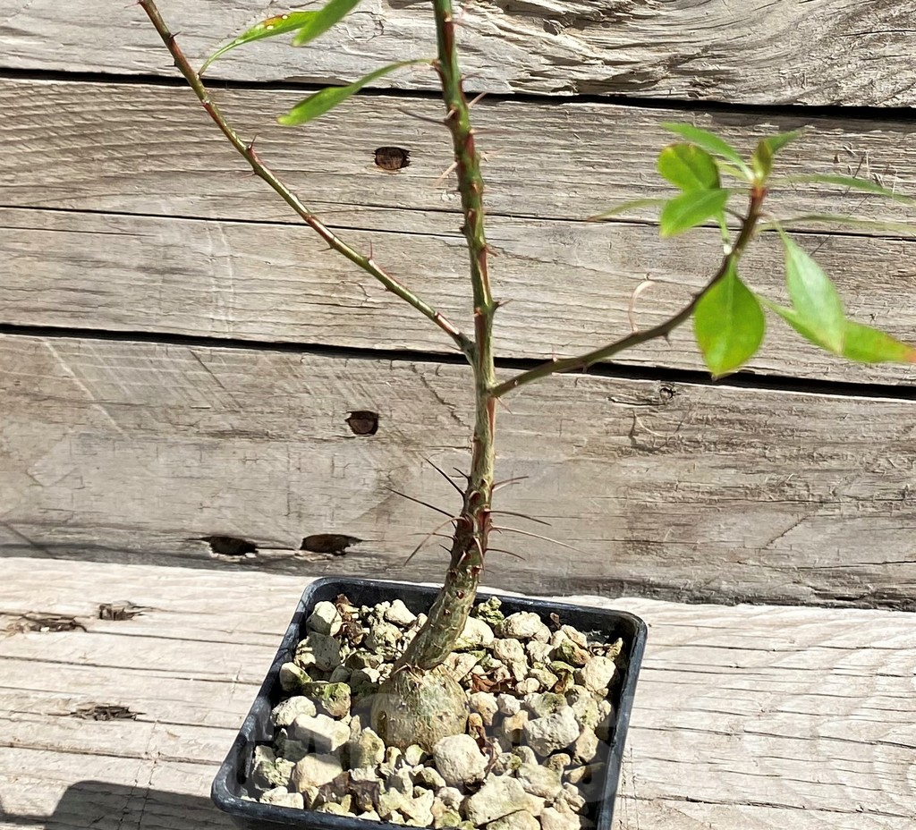 SH6669 Fouquieria fasciculata - Image 2