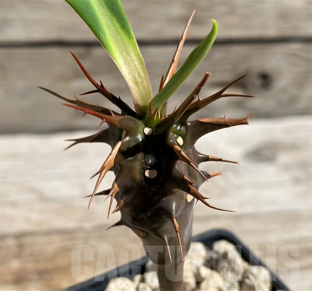 SH6674 Euphorbia vilanandensis