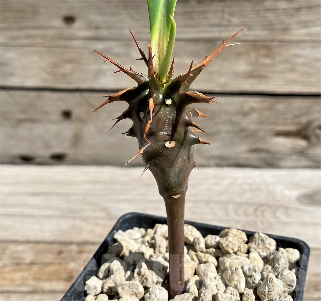 SH6674 Euphorbia vilanandensis - Image 2