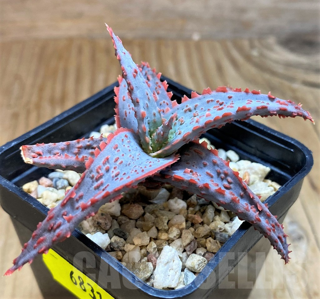 SH6831 Aloe TCT hybrid - Image 2