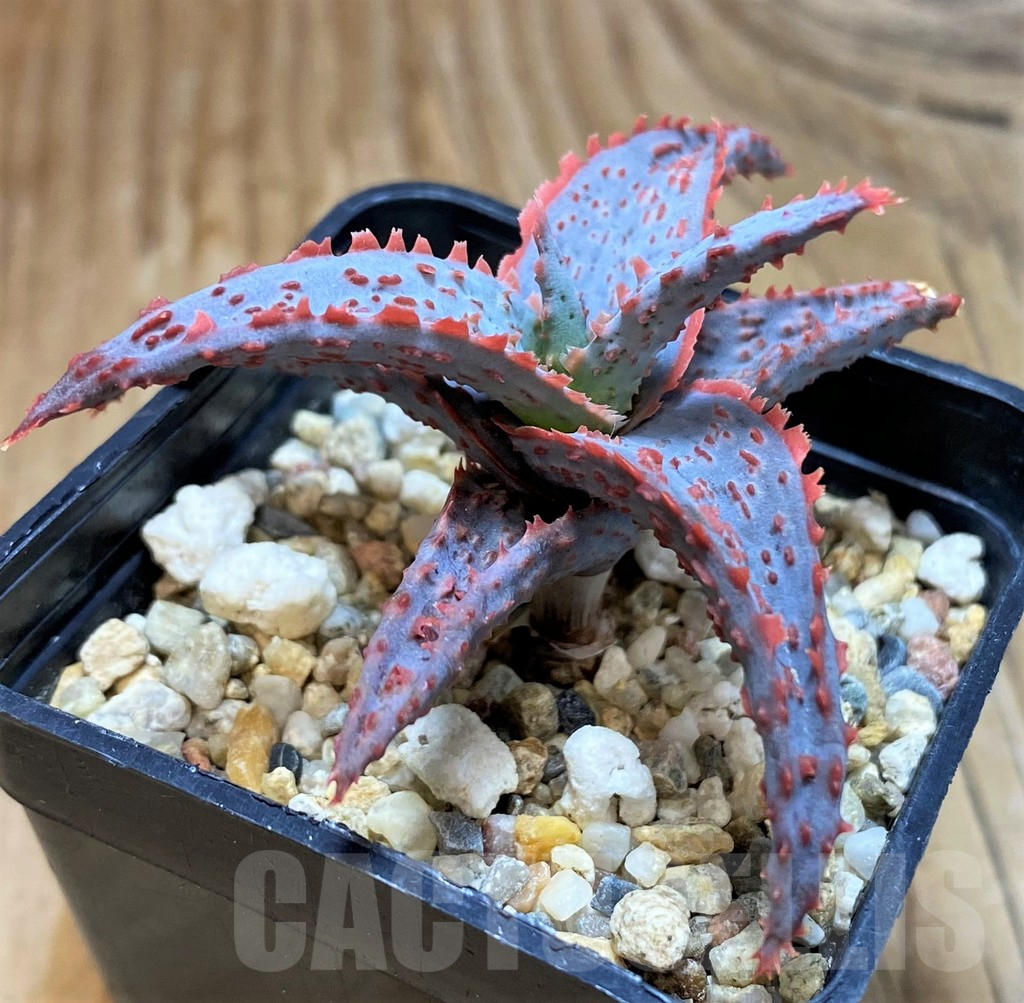 SH6831 Aloe TCT hybrid - Image 3