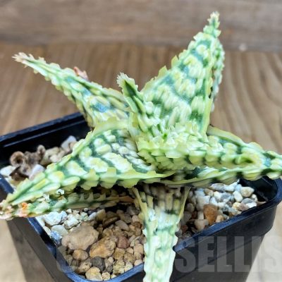 SH6832 Aloe TCT hybrid