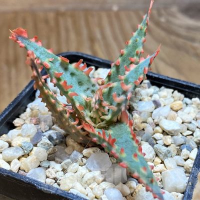 SH6833 Aloe TCT hybrid