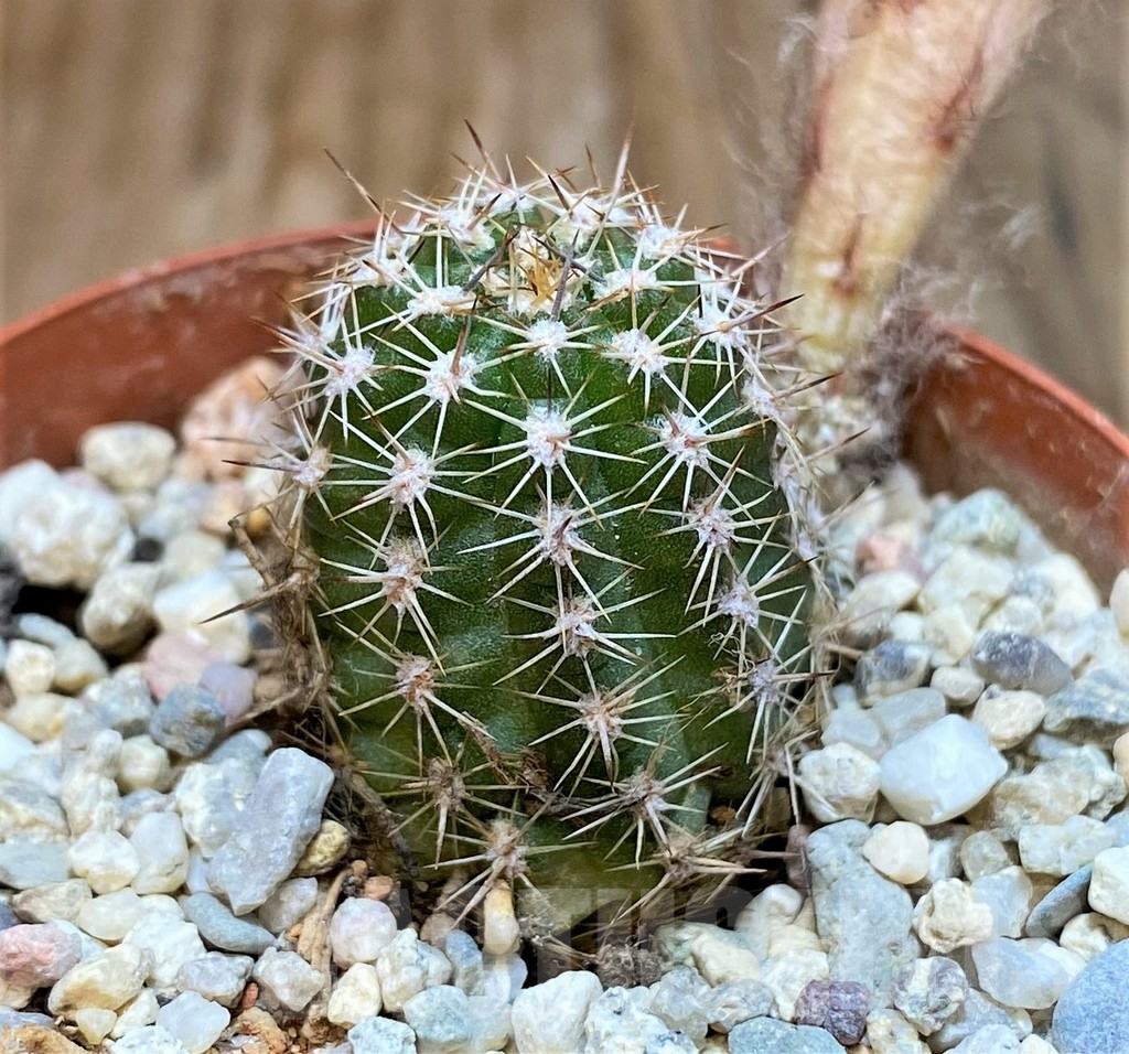 SH6839 Chamaecereus 'Antique Pink' - Image 2