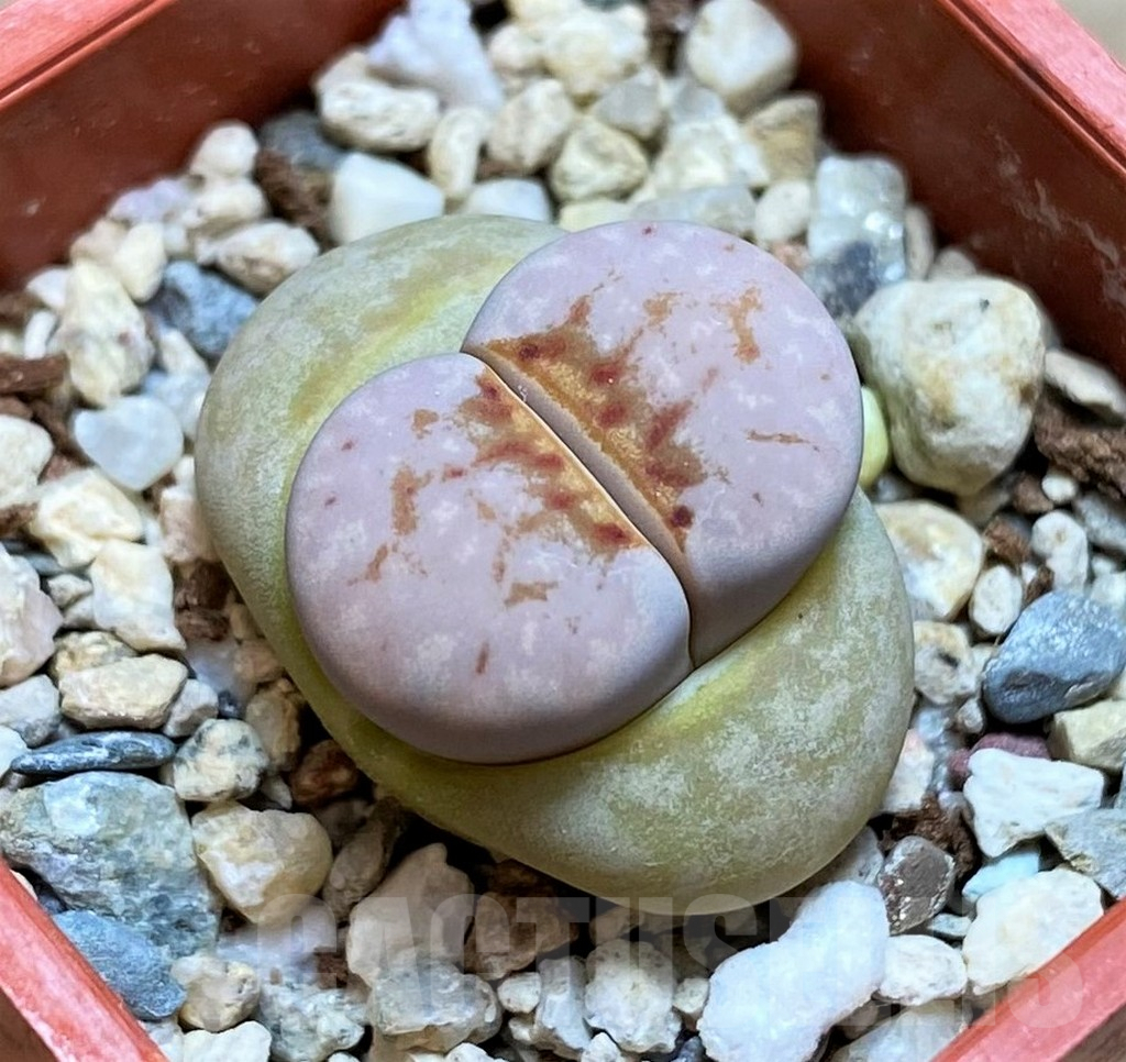 SH6847 Lithops julii 'Hot Lips'
