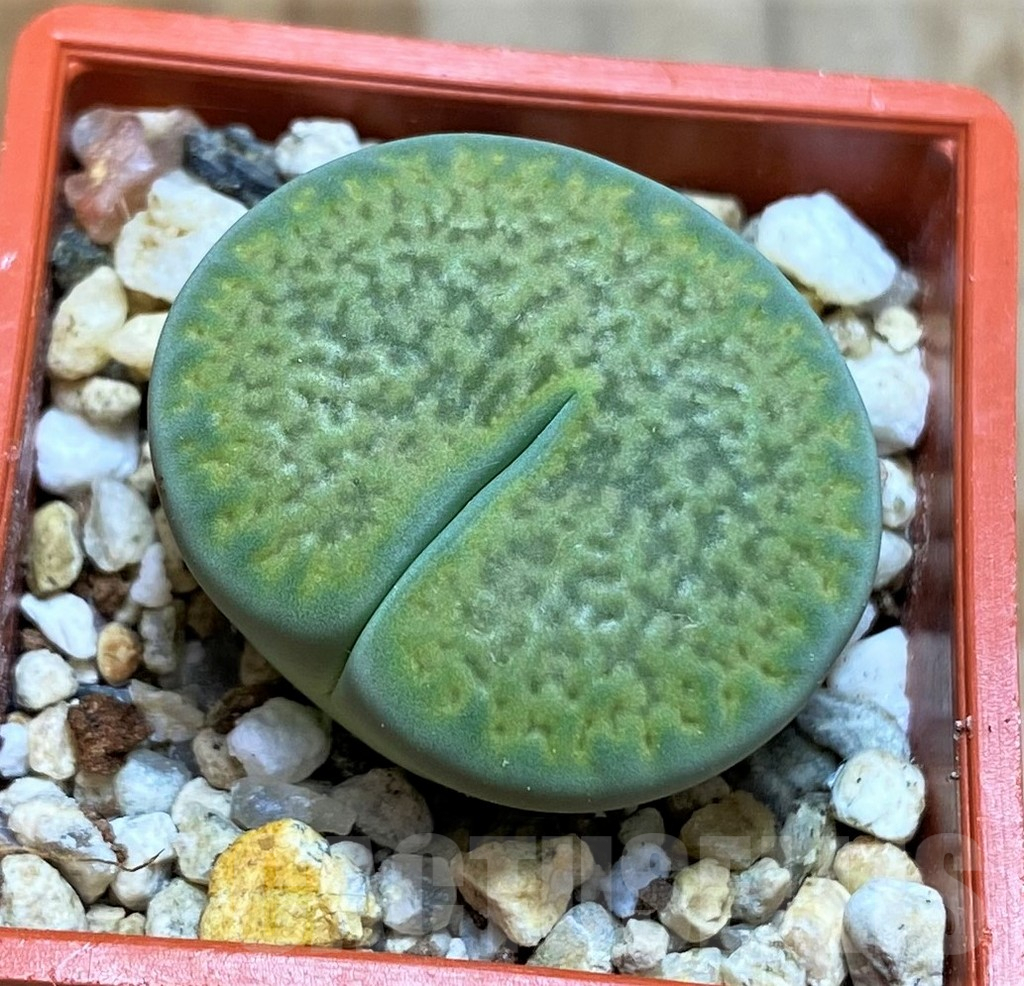 SH6851 Lithops hookeri 'Annarosa'