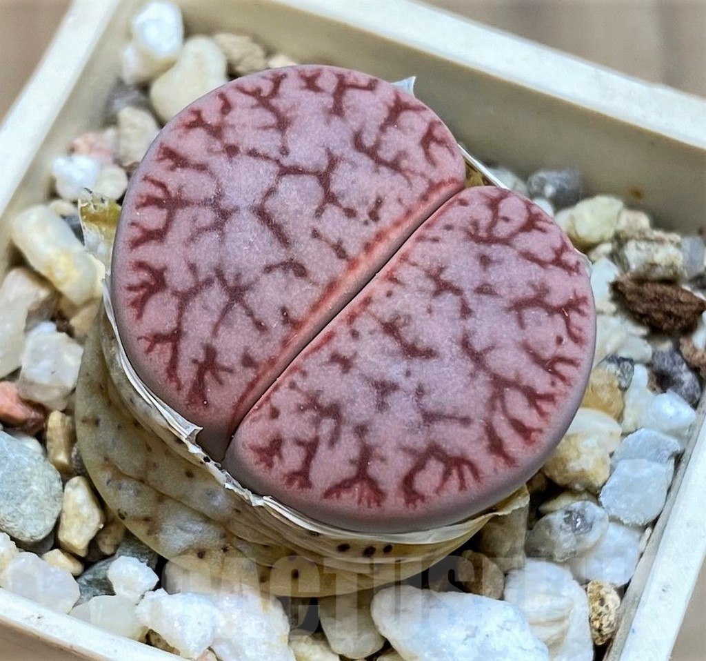 SH6852 Lithops gracilidelineata v. brandbergensis