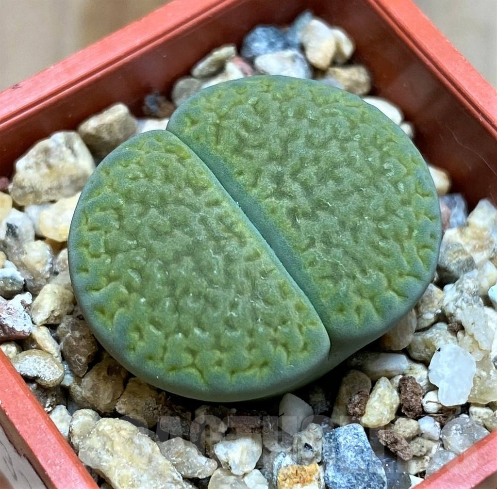 SH6854 Lithops hookeri 'Annarosa'