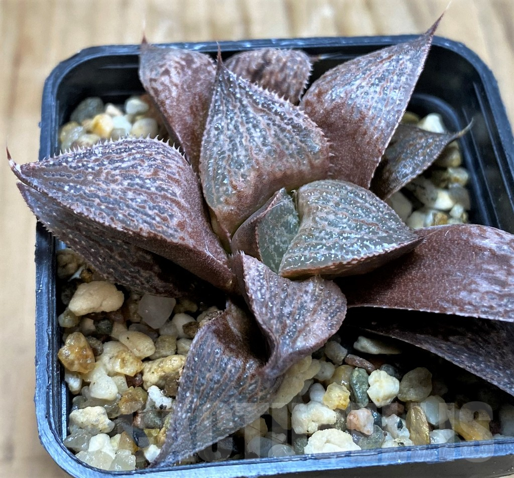 SH6803 Haworthia magnifica v. splendens SH - Image 2