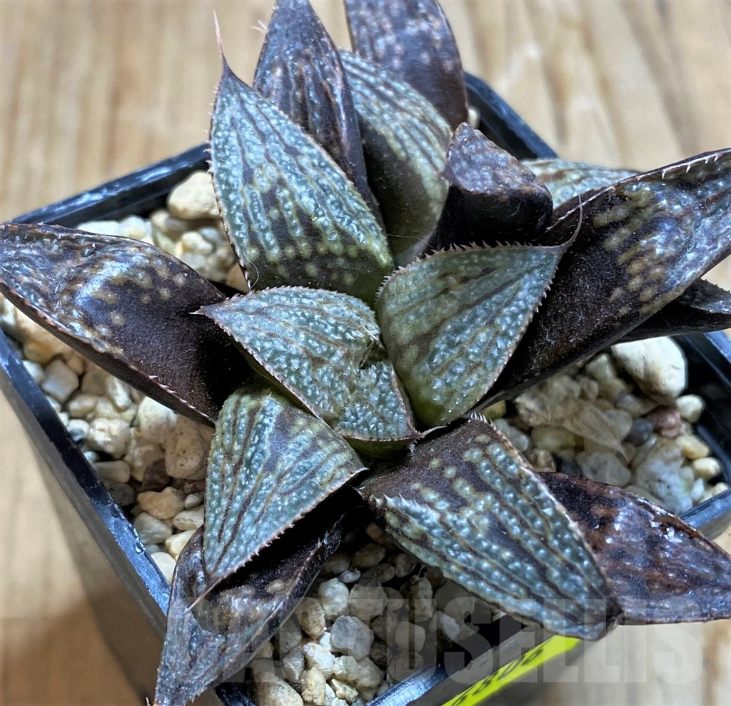 SH6806 Haworthia 'Bev's Wonder' clon A x clon C - Image 3