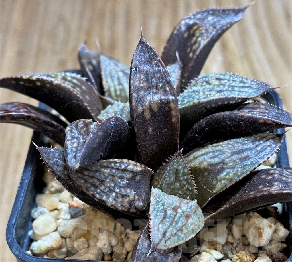 SH6806 Haworthia 'Bev's Wonder' clon A x clon C - Image 2