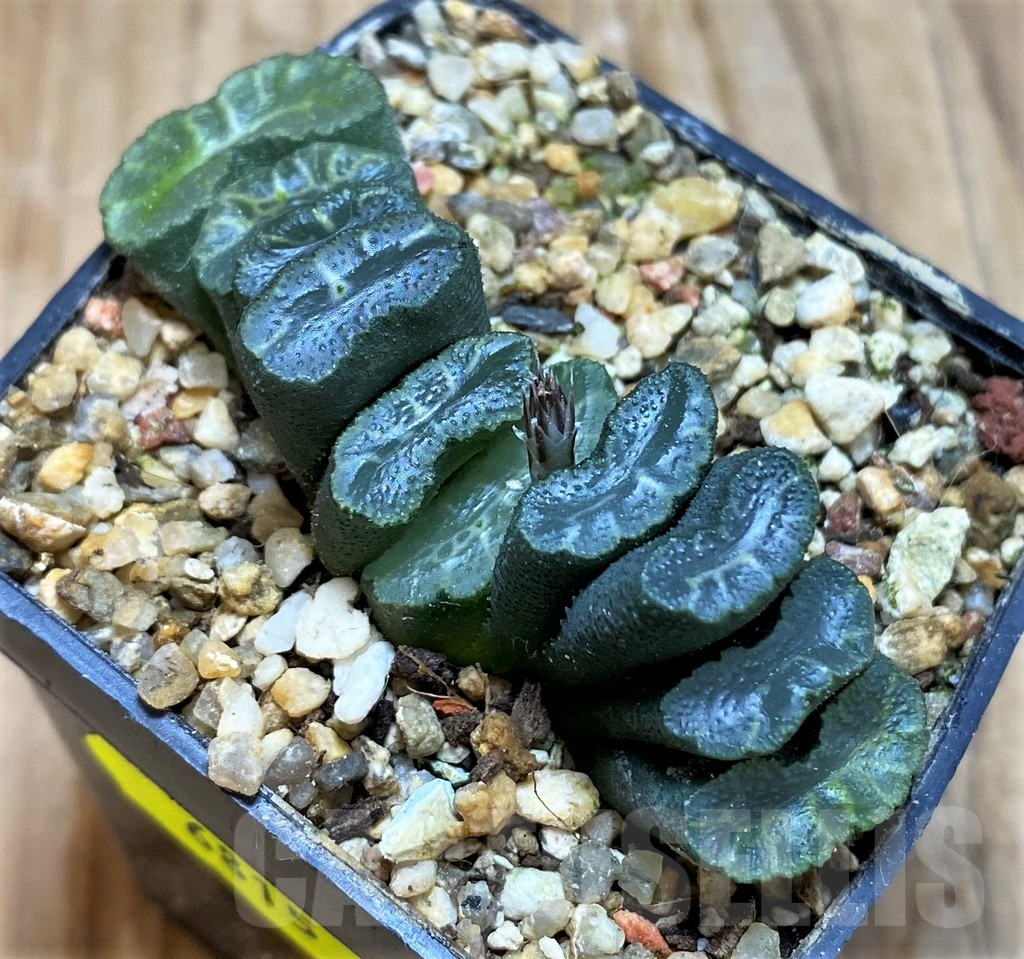 SH6815 Haworthia truncata -Japan-