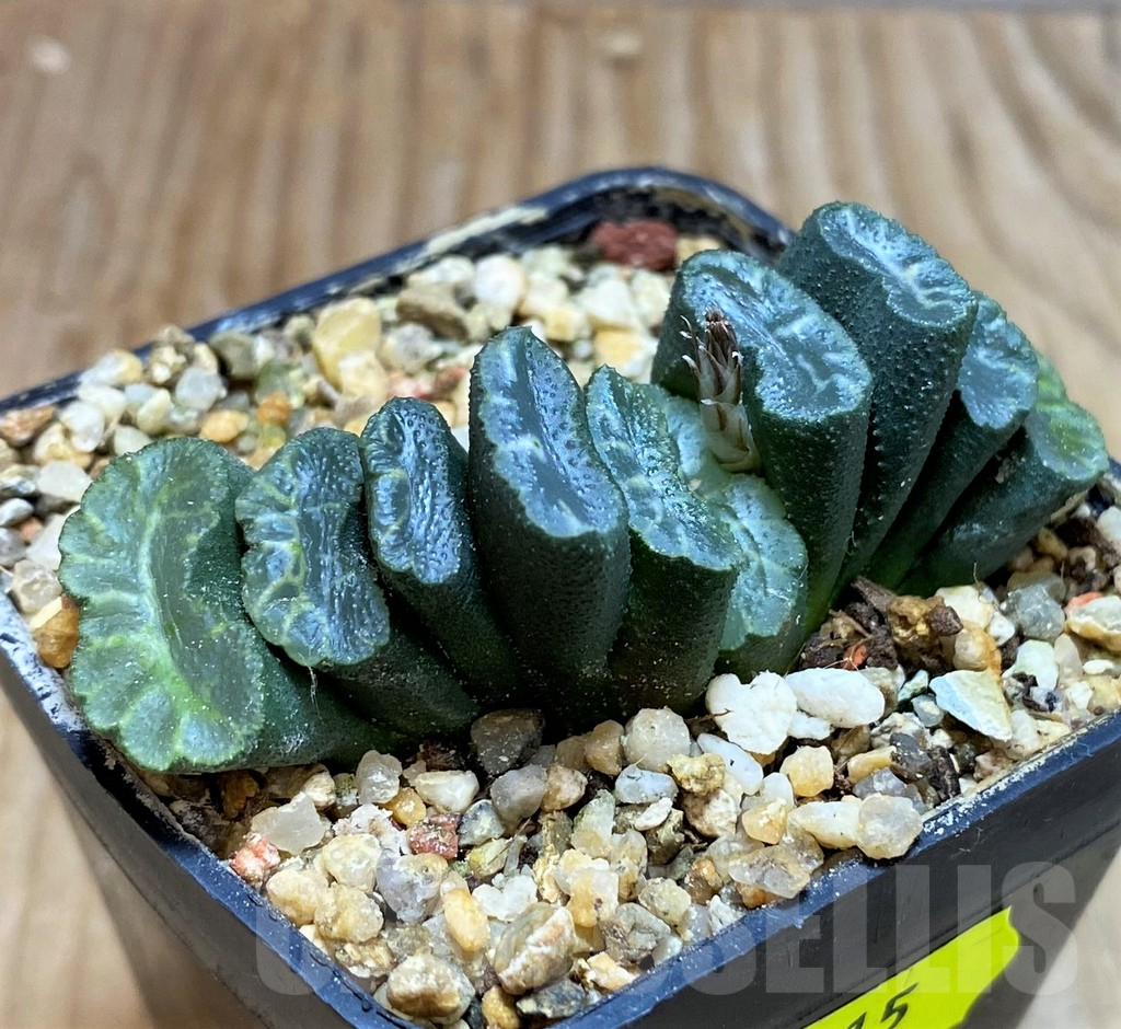 SH6815 Haworthia truncata -Japan- - Image 2