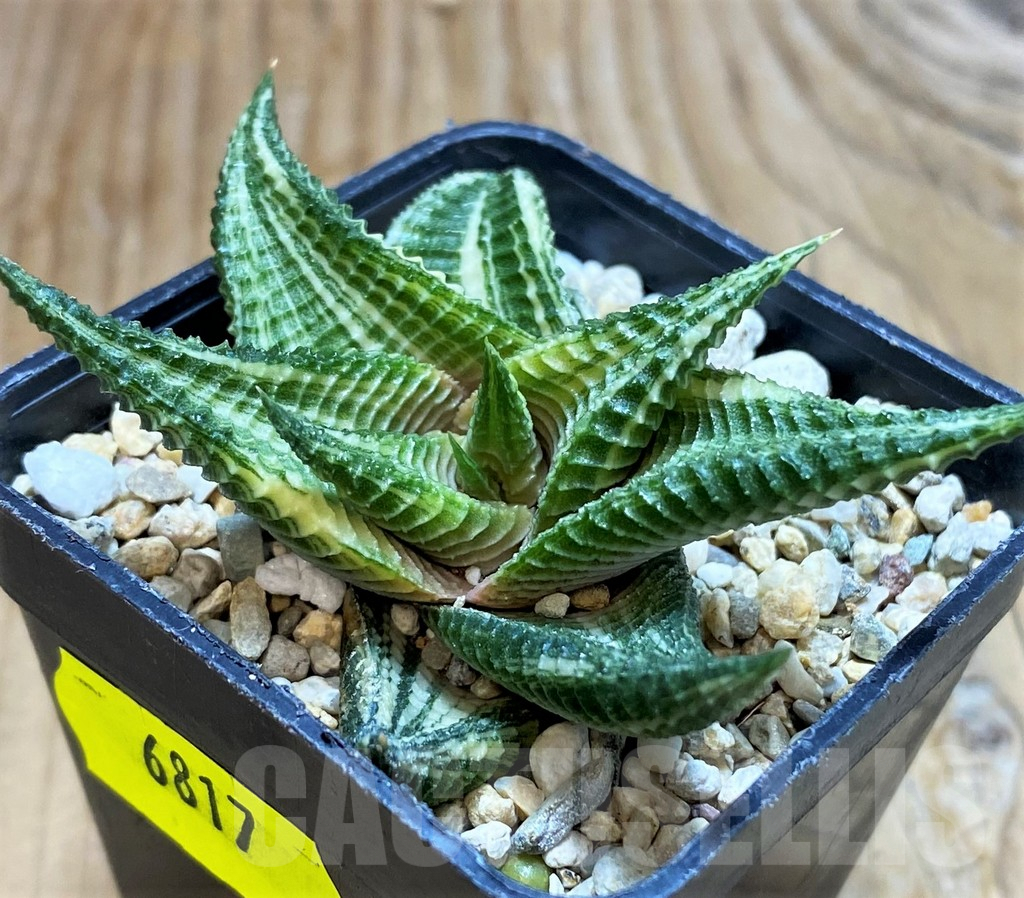 SH6817 Haworthia limifolia f. variegata - Image 2