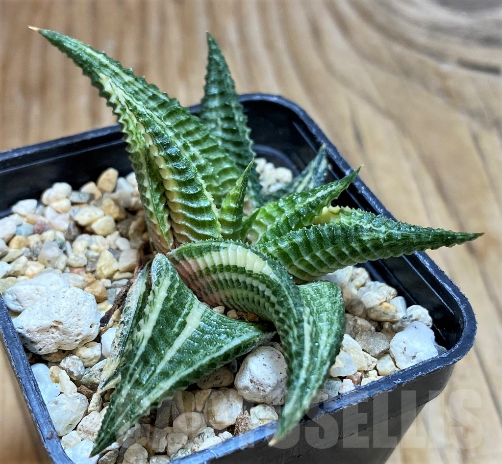 SH6817 Haworthia limifolia f. variegata
