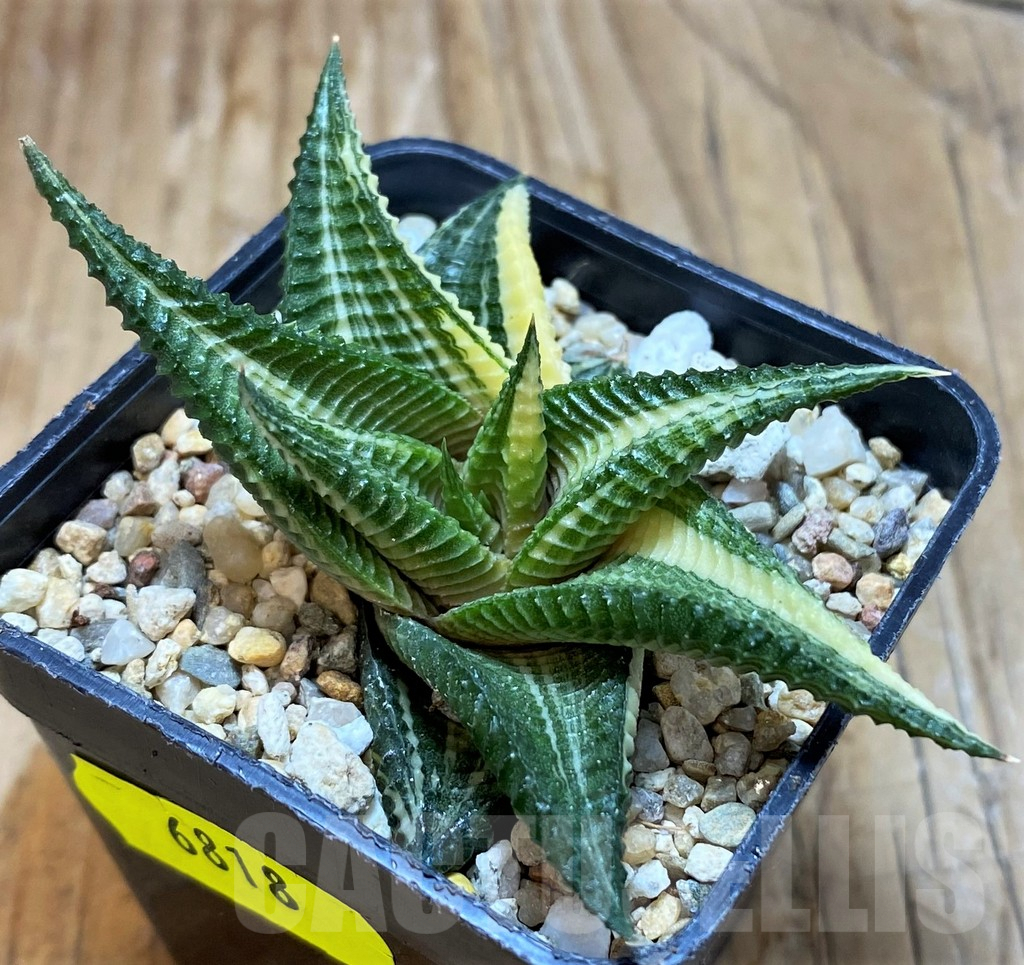 SH6818 Haworthia limifolia f. variegata - Image 4