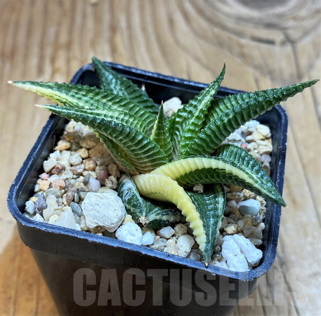 SH6818 Haworthia limifolia f. variegata - Image 3