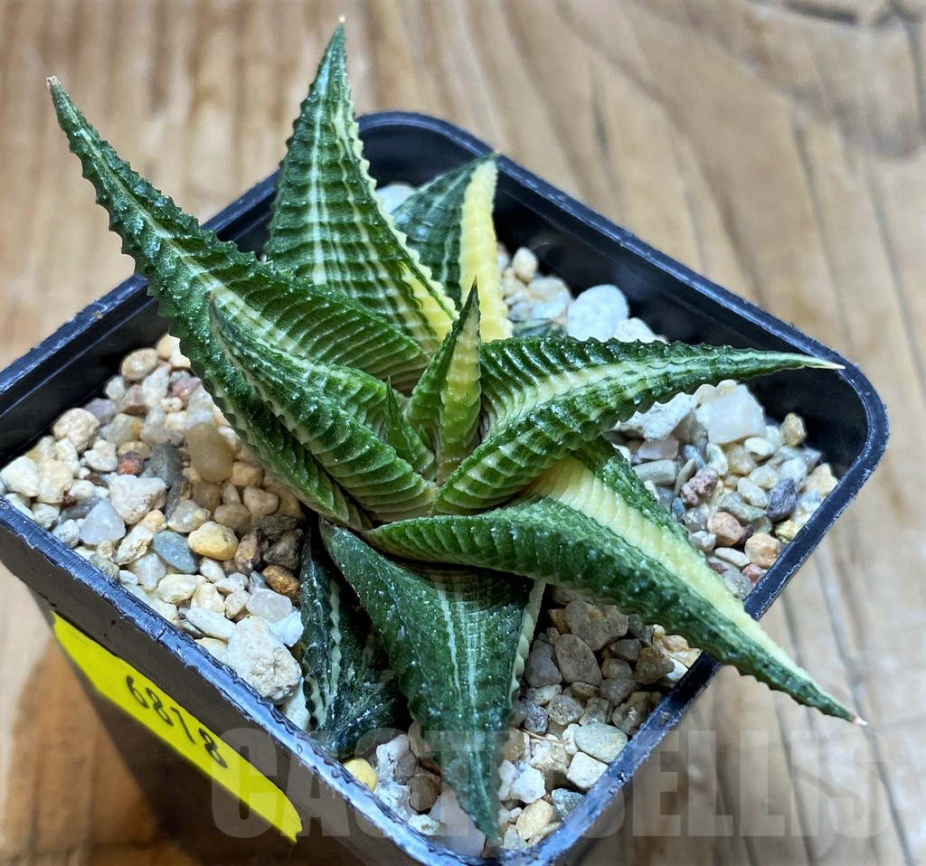 SH6818 Haworthia limifolia f. variegata