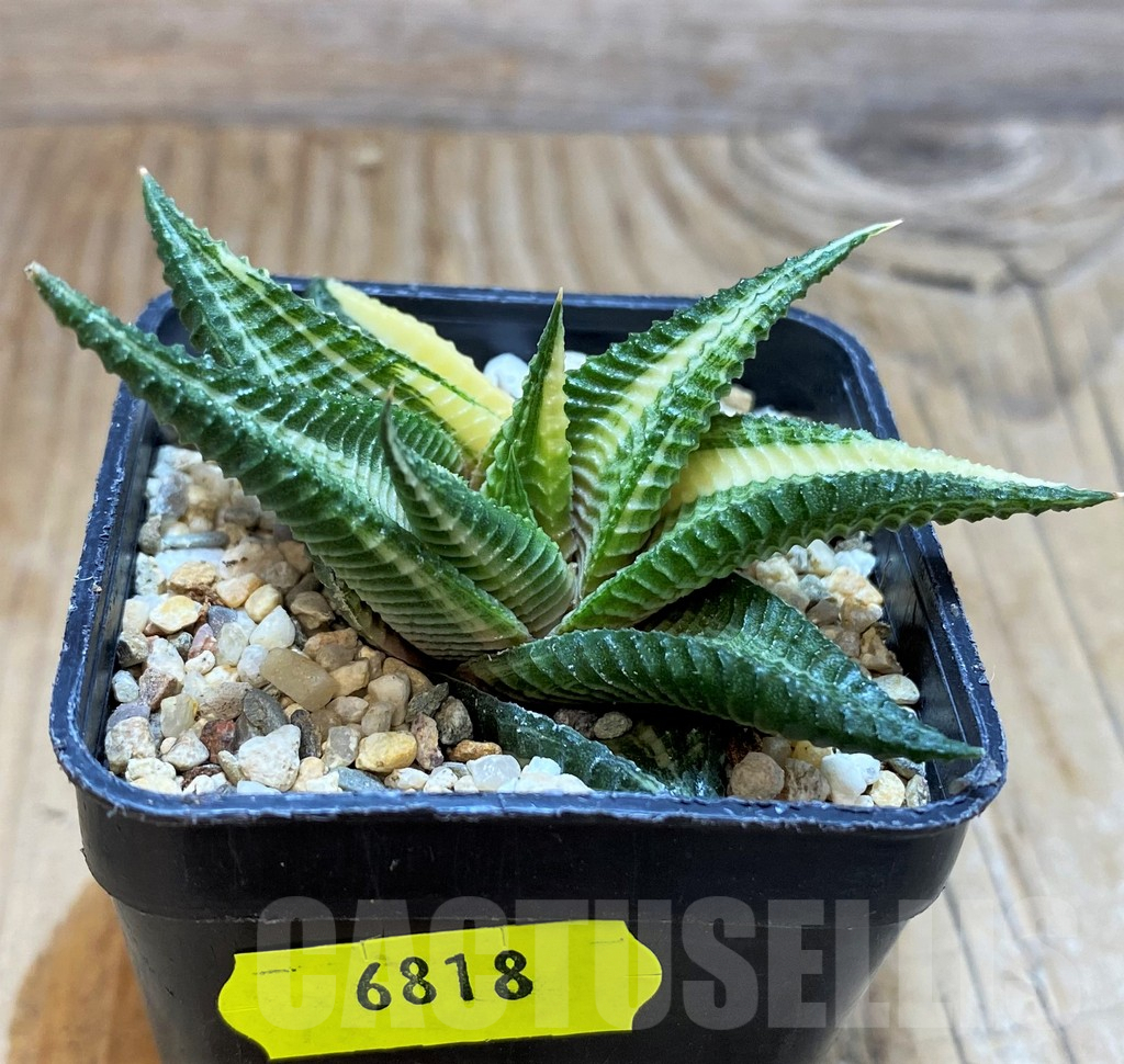 SH6818 Haworthia limifolia f. variegata - Image 2