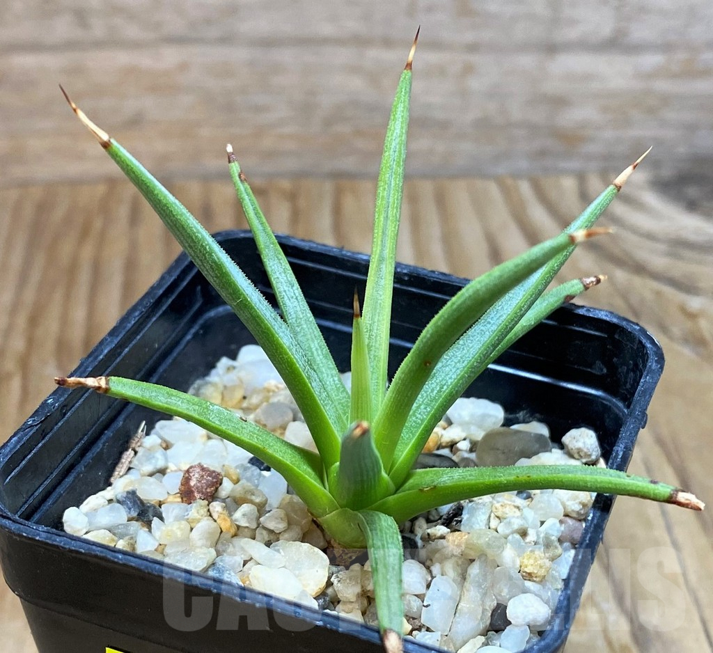 SH6821 Agave albopilosa - Image 2