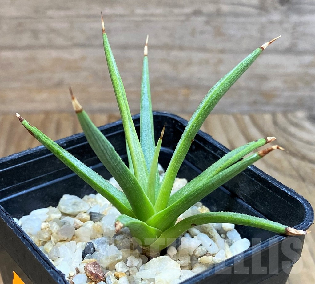 SH6821 Agave albopilosa
