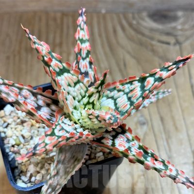 SH6823 Aloe TCT hybrid
