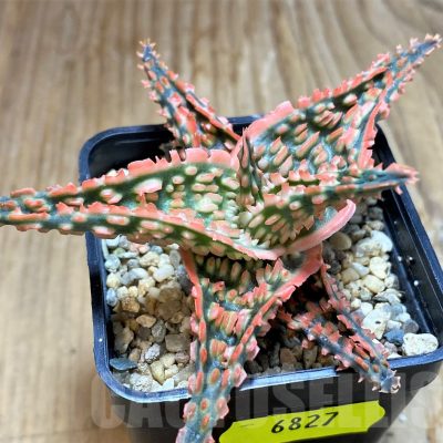 SH6827 Aloe TCT hybrid