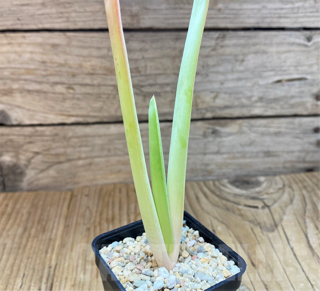 SH6960 Aloe plicatilis - Image 3