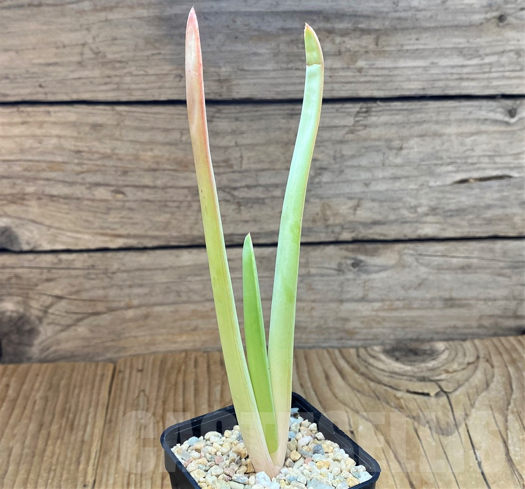 SH6960 Aloe plicatilis - Image 2