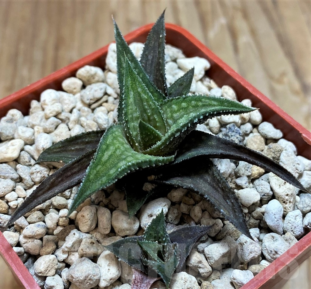 SH6931 Haworthia nigra - Image 3