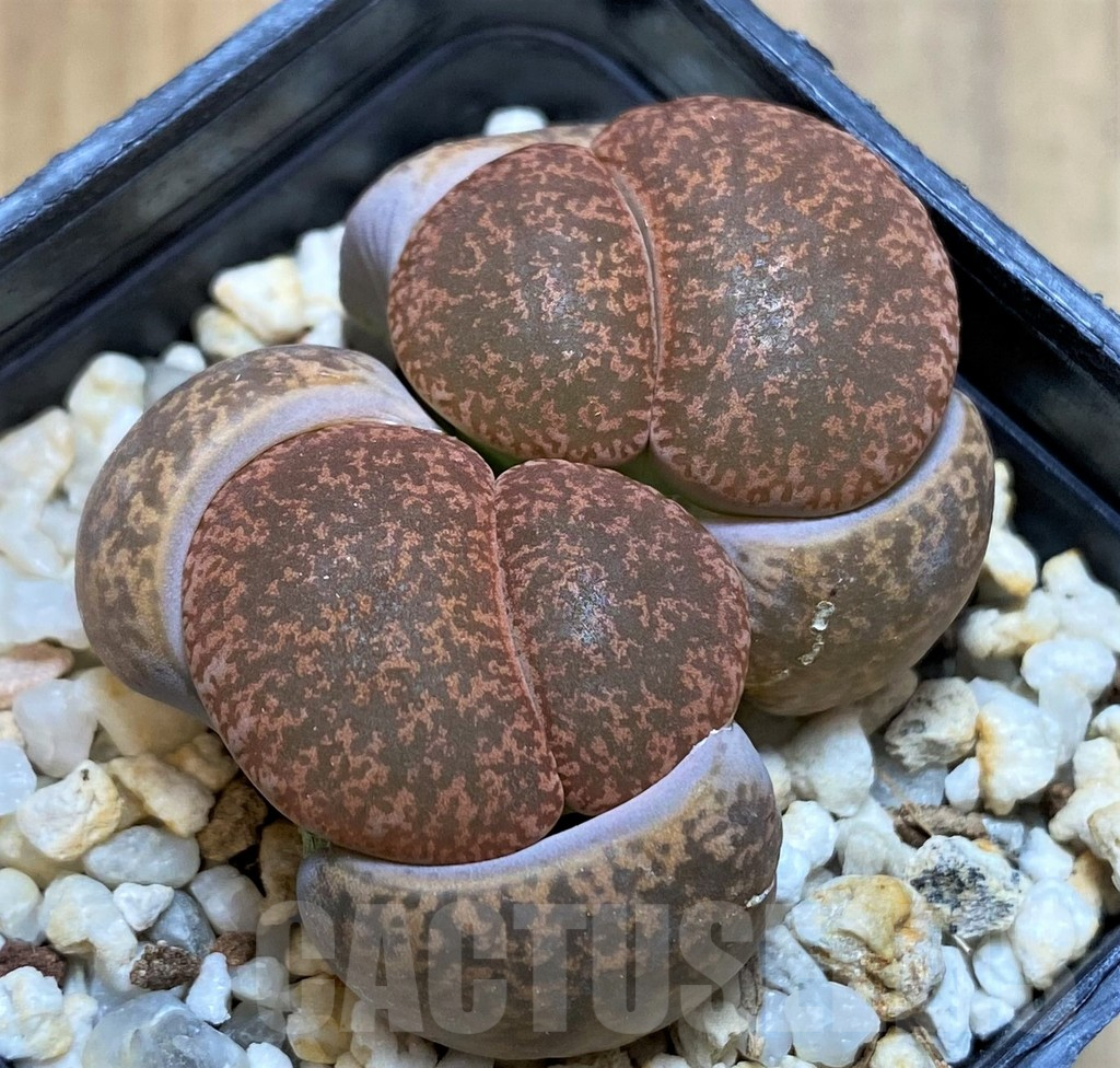 SH6962 Lithops lesliei C115