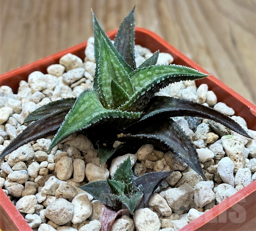 SH6931 Haworthia nigra - Image 2