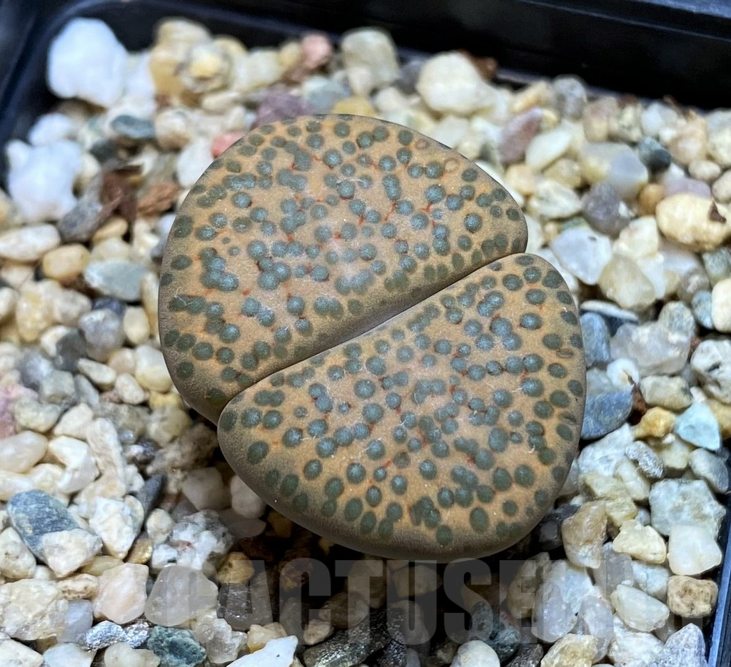 SH6968 Lithops fulviceps C284