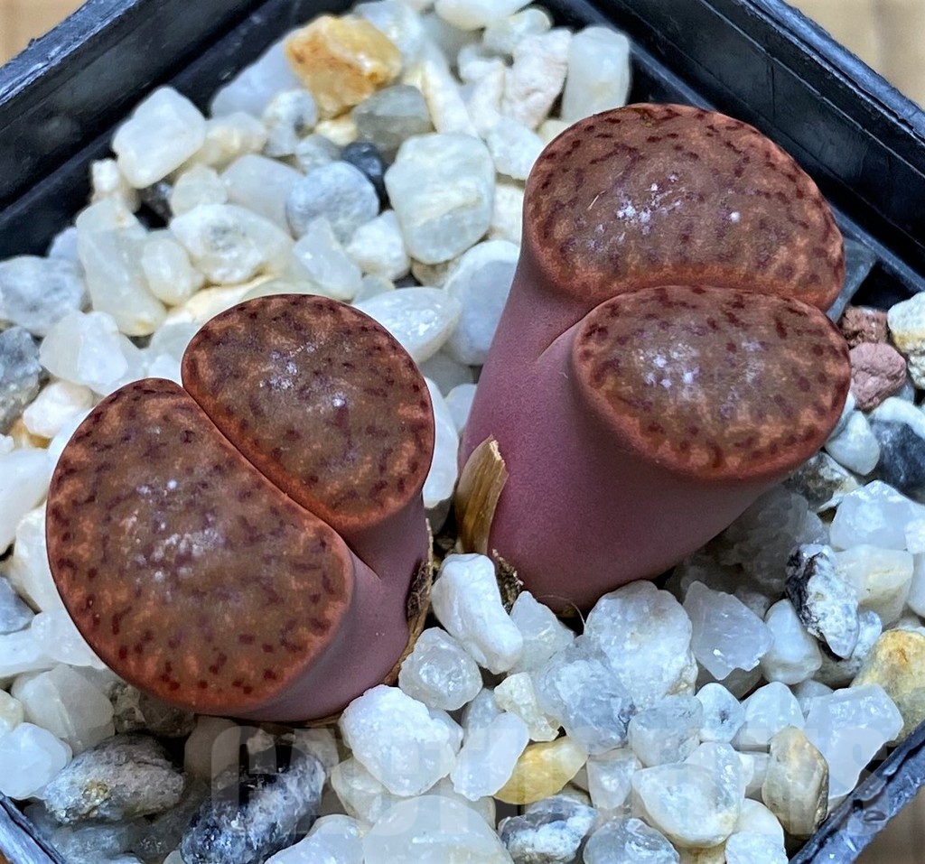 SH6969 Lithops bromfieldii v. sulphurea C042