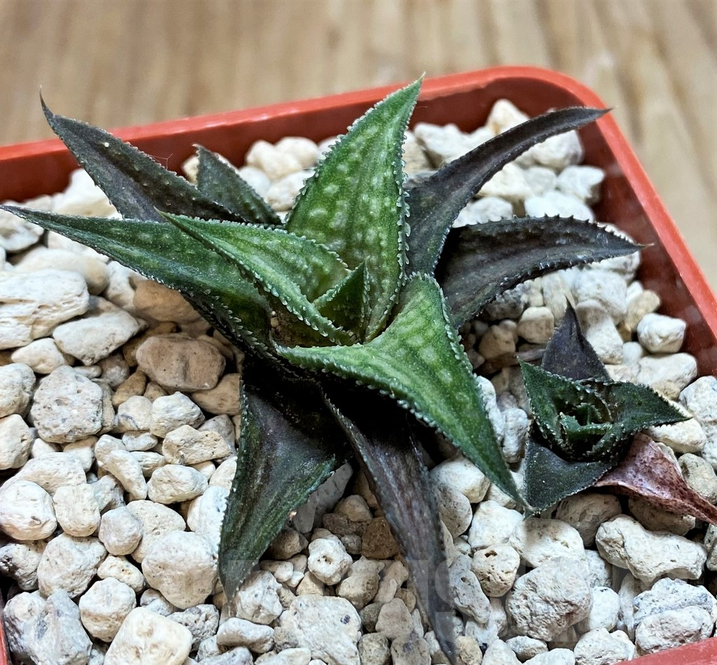 SH6931 Haworthia nigra
