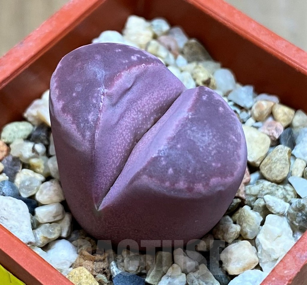 SH6982 Lithops optica f. rubra
