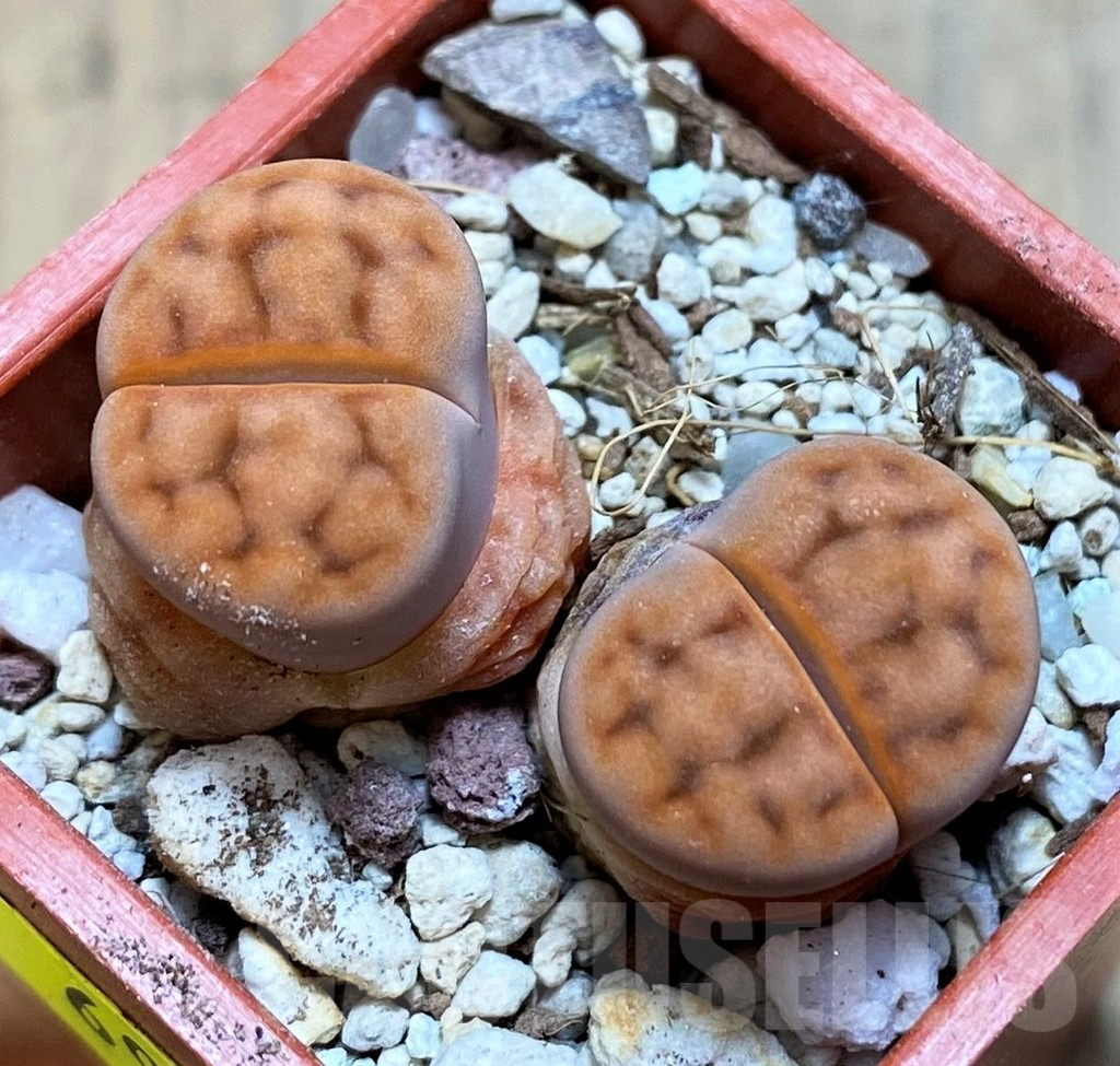 SH6990 Lithops karasmontana v. summitatum