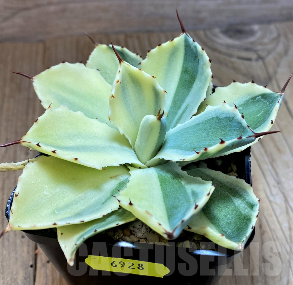 SH6928 Agave 'Kichiokan Sectoral' f. variegata - Image 2