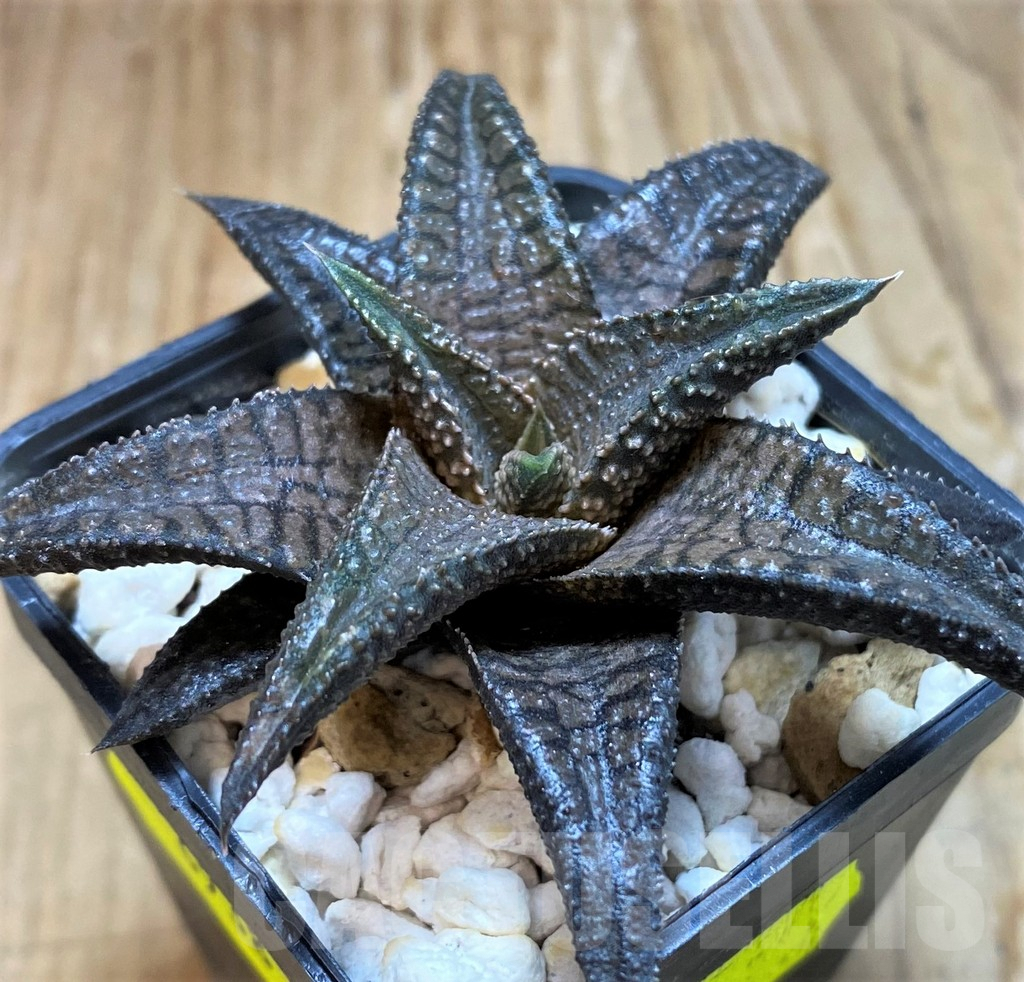 SH6938 Haworthia 'Dragon King' - Image 2