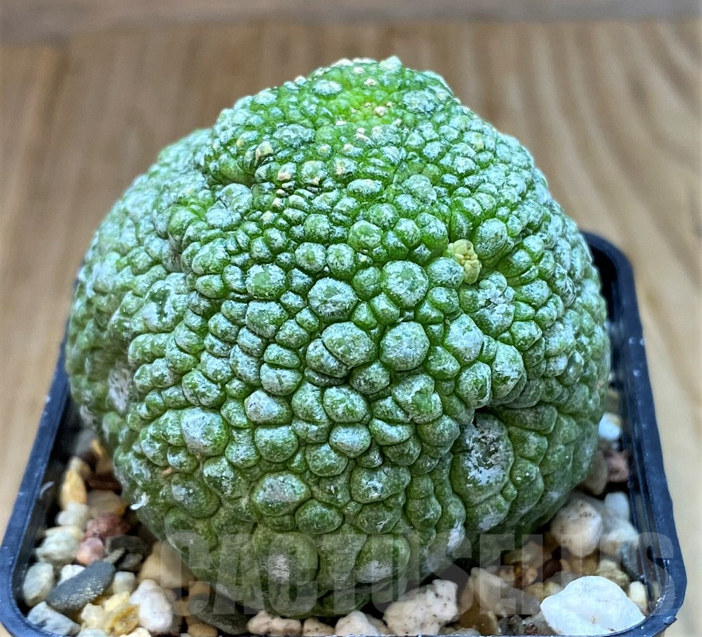 SH6949 Pseudolithos migiurtinus - Image 2