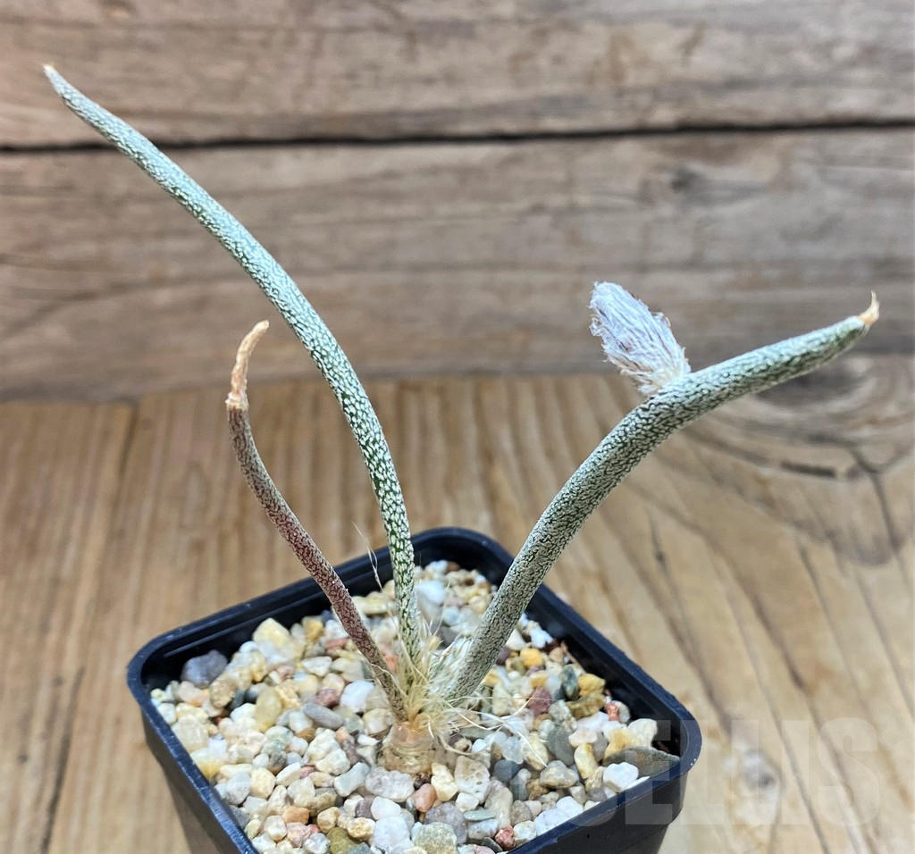 SH6950 Astrophytum caput-medusae, seedling