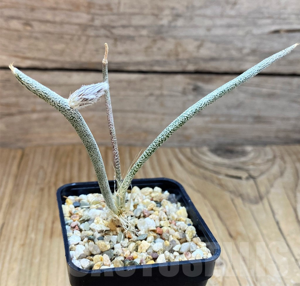 SH6950 Astrophytum caput-medusae, seedling - Image 2