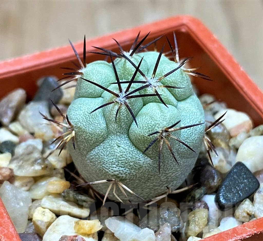 SH6955 Ortegocactus macdougallii - Image 2